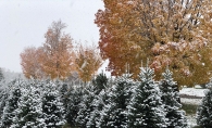 Krueger's Christmas Tree Farm