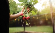 Someone holds a handful of radishes.