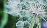 Dandelion, Nature, Outdoors, St. Croix Valley