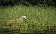 A hunting dog named Hattie practices retrieval.