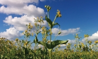 A native prairie in Minnesota, cared for by the local chapter of the Prairie Enthusiasts.