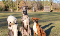 Three dogs stand ready for training at Red Star Kennel.