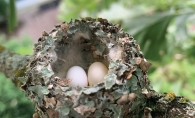 Bird eggs in a nest