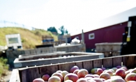 Apples sit in a wooden container at Afton Apple Orchard's Apple Fest
