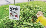 A community garden organized by Sustain Hudson