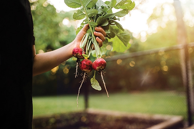 Someone holds a handful of radishes.