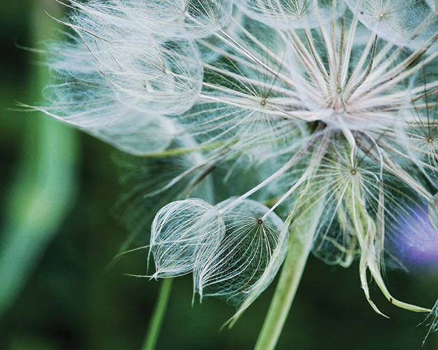 Dandelion, Nature, Outdoors, St. Croix Valley