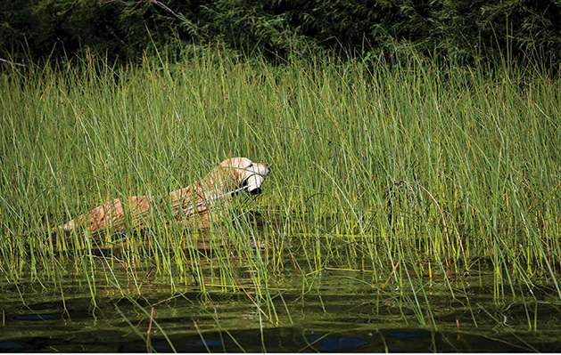 A hunting dog named Hattie practices retrieval.
