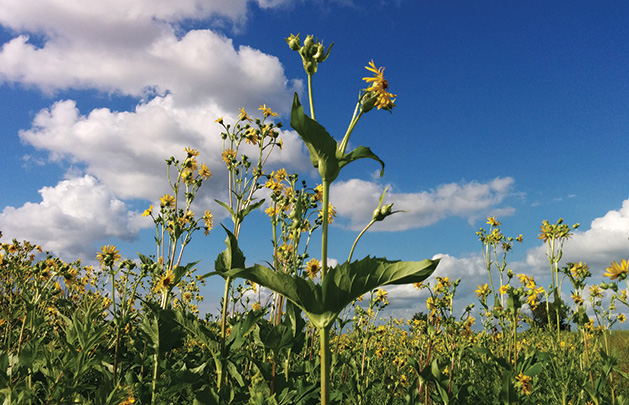 A native prairie in Minnesota, cared for by the local chapter of the Prairie Enthusiasts.