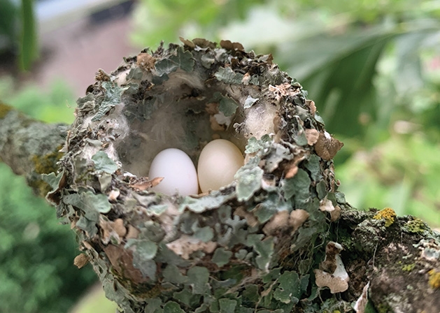 Bird eggs in a nest