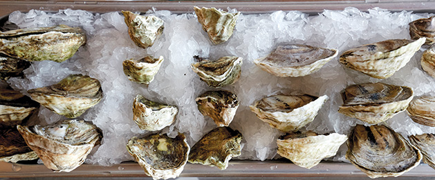 Oysters on ice at Manger in Bayport.