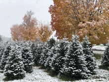 Krueger's Christmas Tree Farm