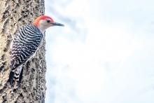 A woodpecker on a tree at Lake Elmo Park Reserve