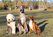 Three dogs stand ready for training at Red Star Kennel.