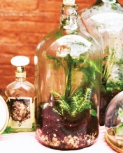 Garden, terrarium