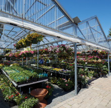 Rows of summer plant options at Abrahamson Nursery.