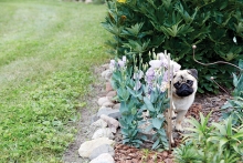 Keep pets safe, dog