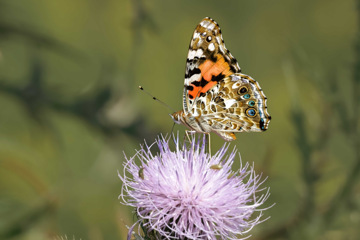 Painted Lady