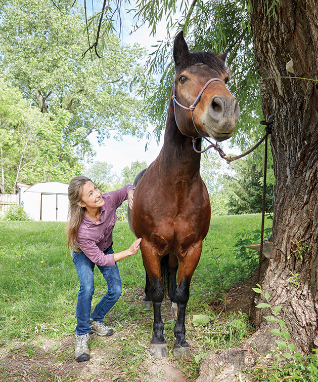 Equine acupressure