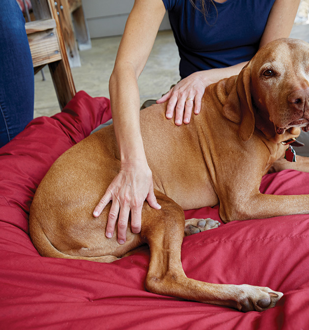 Acupressure for dogs