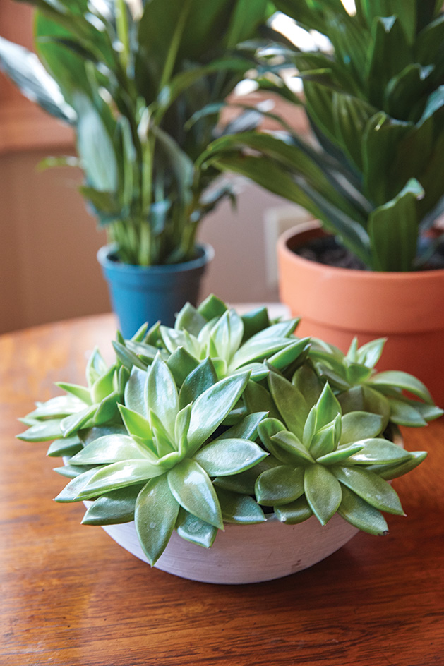 Houseplants from Hudson Flower Shop